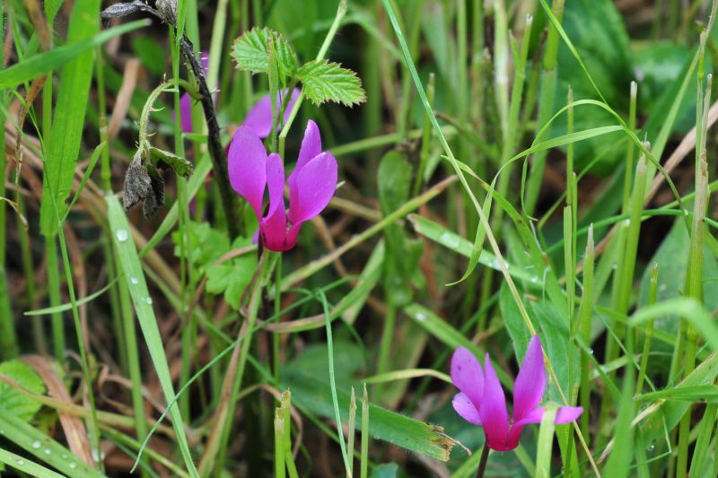 Cyclamen repandum S. et S.